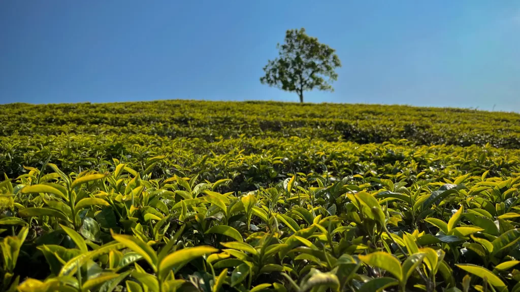 Čajové plantáže, Da Lat, Vietnam