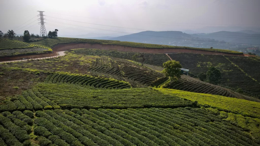 Čajové plantáže, Da Lat, Vietnam