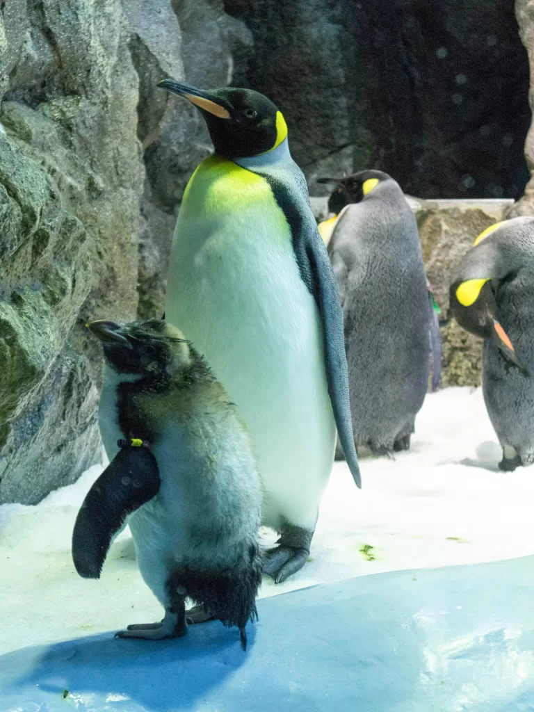 Tenerife-loro-parque