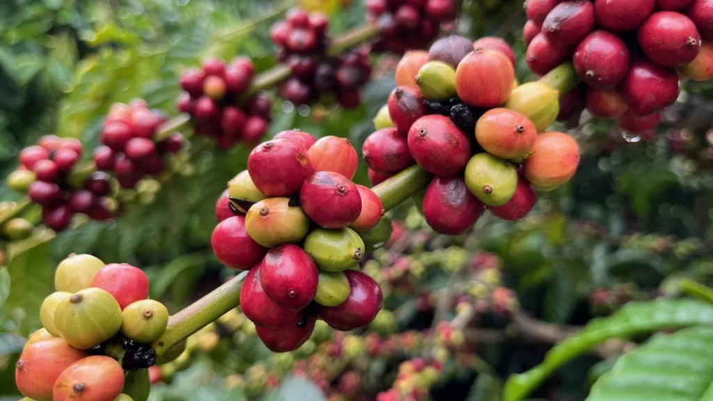 Kávové plantáže, Da Lat, Vietnam