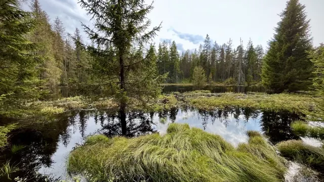 NP Šumava