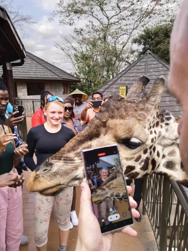 Giraffe center, nikde nemůžete být žirafám blíž, Keňa