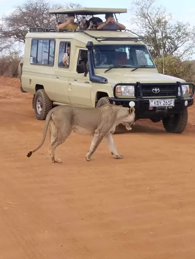 Lvice přechází přes cestu, Tsavo West, Keňa