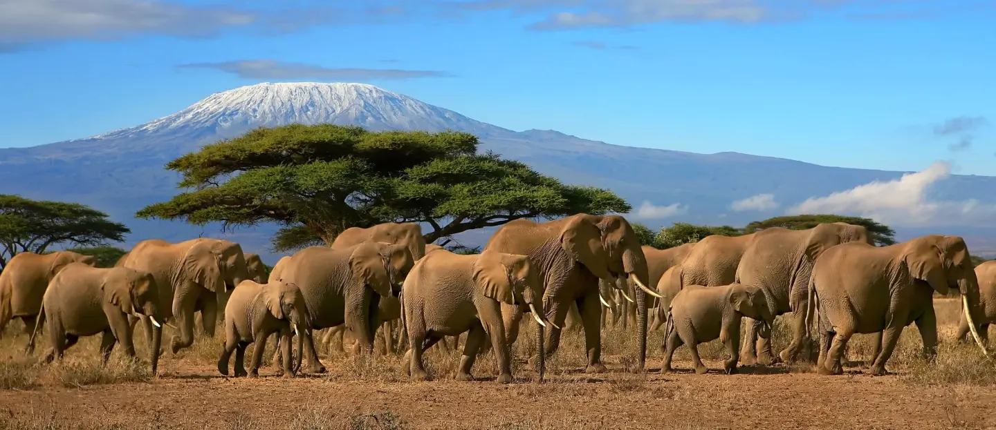 Sloní stádo, v pozadí Kilimandžáro, Amboseli, Keňa