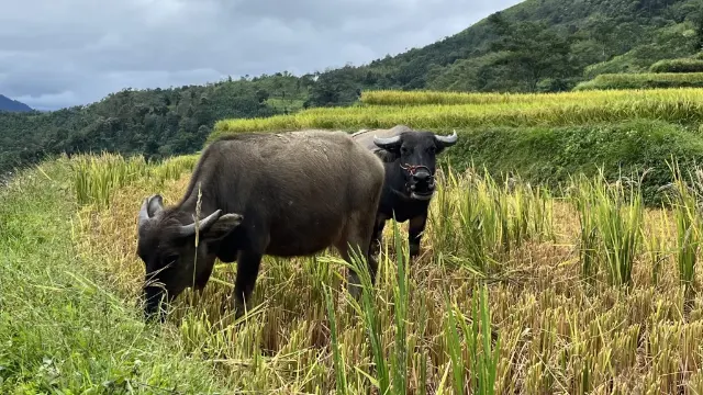 Buvoli v rýžových polích, severní Vietnam