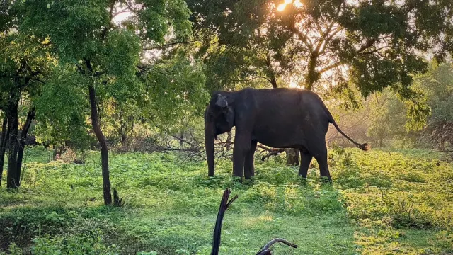 Safari Udawalawe, Srí Lanka