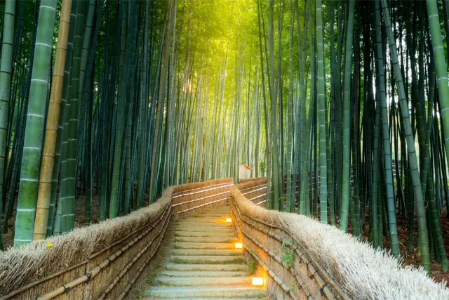 Arashiyama Bamboo Forest, Japonsko