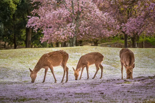 Deers at Nara park, Japonsko