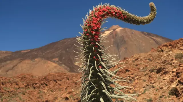 Hadinec a Teide, Tenerife s výstupem na Pico del Teide